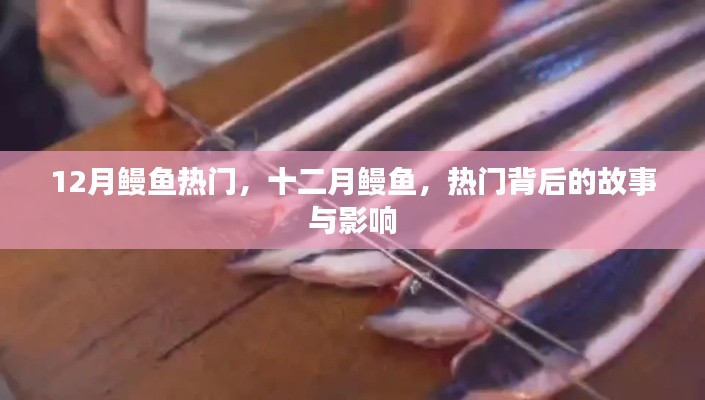 十二月鰻魚熱潮，背后的故事與深遠(yuǎn)影響
