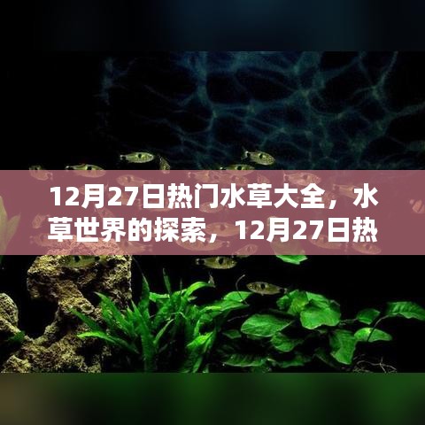 12月27日熱門水草品種深度解析，水草世界的奧秘與觀點碰撞