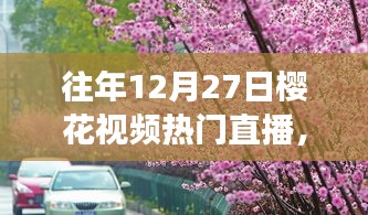 探秘櫻花盛開之夜的巷弄秘境，特色小店直播之旅回顧往年櫻花視頻直播盛況