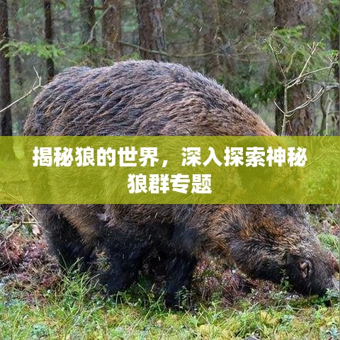 揭秘狼的世界，深入探索神秘狼群專題