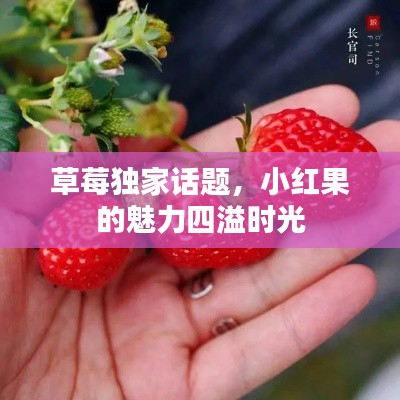 草莓獨家話題，小紅果的魅力四溢時光