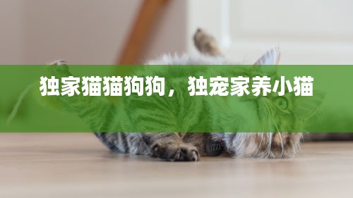 獨家貓貓狗狗，獨寵家養(yǎng)小貓 