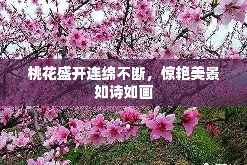 桃花盛開連綿不斷，驚艷美景如詩如畫