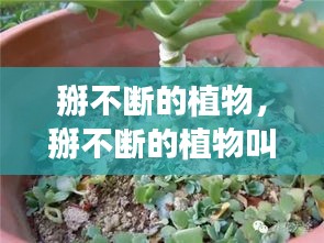 掰不斷的植物，掰不斷的植物叫紅什么 