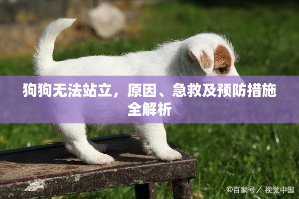 狗狗無法站立，原因、急救及預(yù)防措施全解析