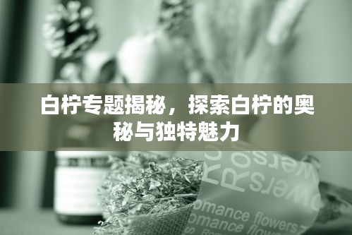 白檸專題揭秘，探索白檸的奧秘與獨特魅力
