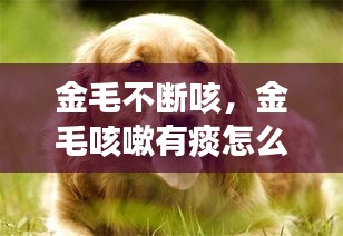 金毛不斷咳，金毛咳嗽有痰怎么治療 