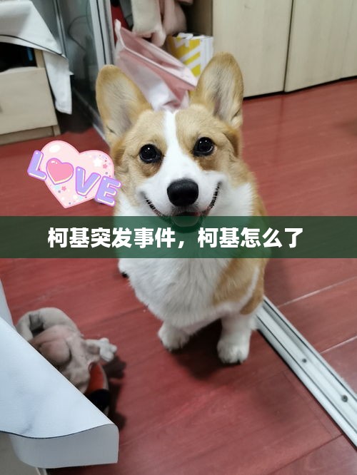 柯基突發(fā)事件，柯基怎么了 