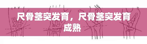 尺骨莖突發(fā)育，尺骨莖突發(fā)育成熟 