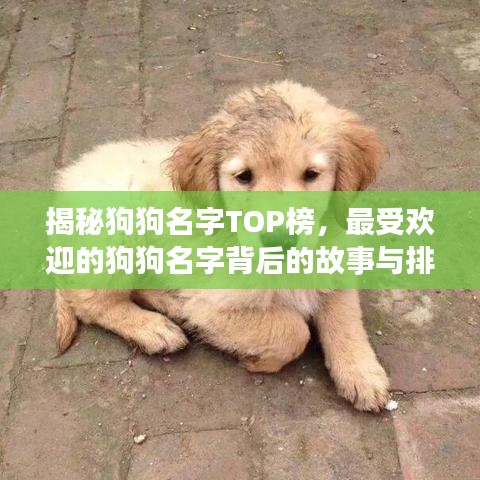 揭秘狗狗名字TOP榜，最受歡迎的狗狗名字背后的故事與排名