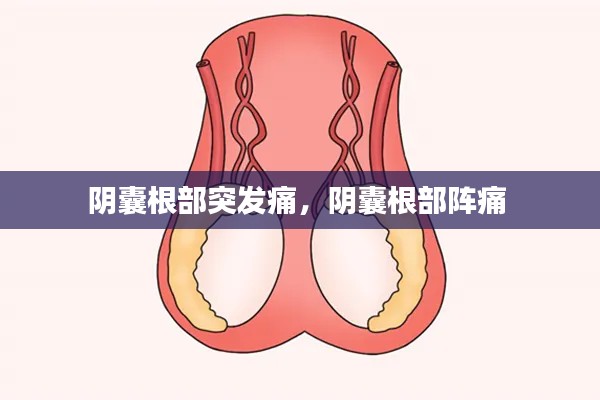 陰囊根部突發(fā)痛，陰囊根部陣痛 