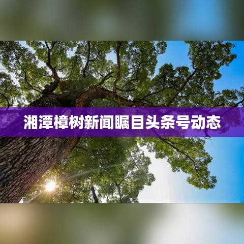 湘潭樟樹新聞矚目頭條號動態(tài)