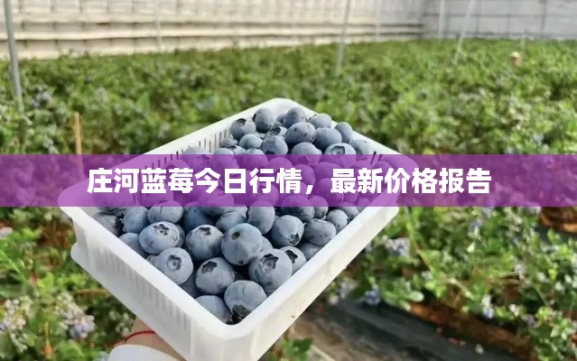 莊河藍(lán)莓今日行情，最新價(jià)格報(bào)告