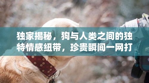 獨(dú)家揭秘，狗與人類之間的獨(dú)特情感紐帶，珍貴瞬間一網(wǎng)打盡！