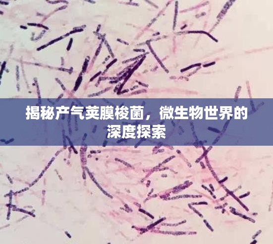 揭秘產(chǎn)氣莢膜梭菌，微生物世界的深度探索