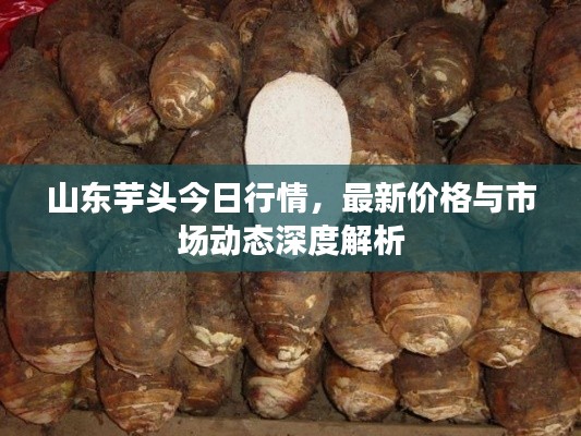 山東芋頭今日行情，最新價格與市場動態(tài)深度解析