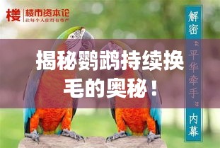 揭秘鸚鵡持續(xù)換毛的奧秘！