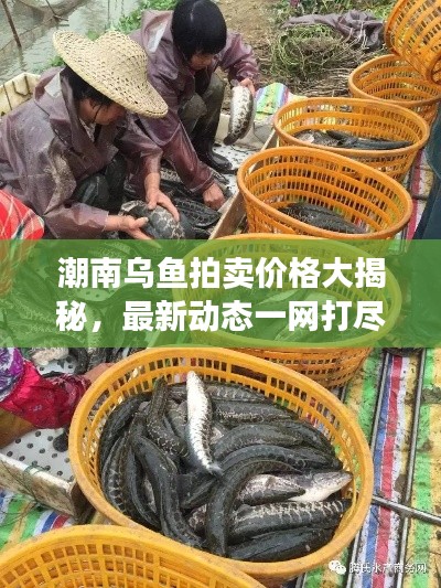 潮南烏魚拍賣價(jià)格大揭秘，最新動(dòng)態(tài)一網(wǎng)打盡