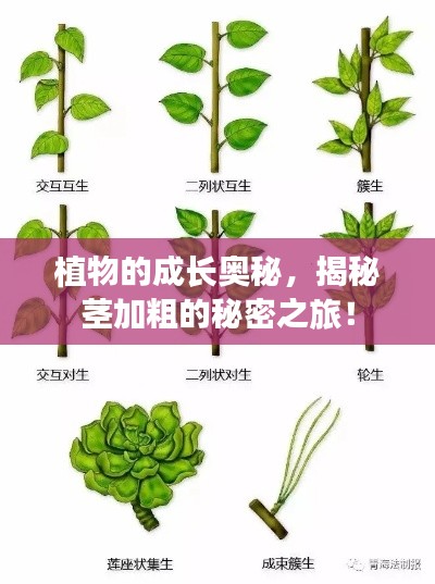 植物的成長(zhǎng)奧秘，揭秘莖加粗的秘密之旅！