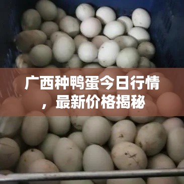 廣西種鴨蛋今日行情，最新價格揭秘