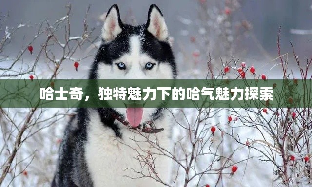 哈士奇，獨特魅力下的哈氣魅力探索