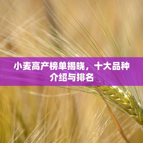 小麥高產(chǎn)榜單揭曉，十大品種介紹與排名