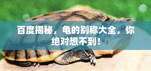 百度揭秘，龜?shù)膭e稱大全，你絕對想不到！
