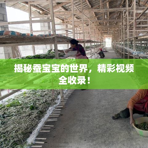 揭秘蠶寶寶的世界，精彩視頻全收錄！