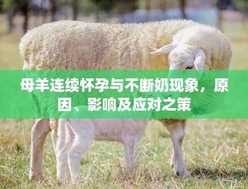 母羊連續(xù)懷孕與不斷奶現(xiàn)象，原因、影響及應(yīng)對之策