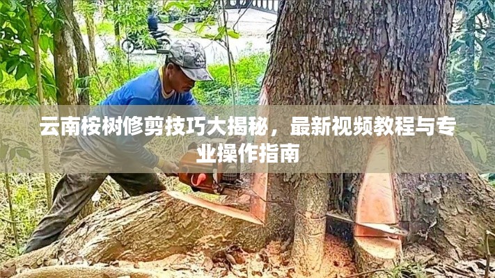 云南桉樹(shù)修剪技巧大揭秘，最新視頻教程與專(zhuān)業(yè)操作指南