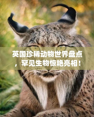 英國珍稀動物世界盤點(diǎn)，罕見生物驚艷亮相！