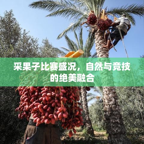 采果子比賽盛況，自然與競(jìng)技的絕美融合