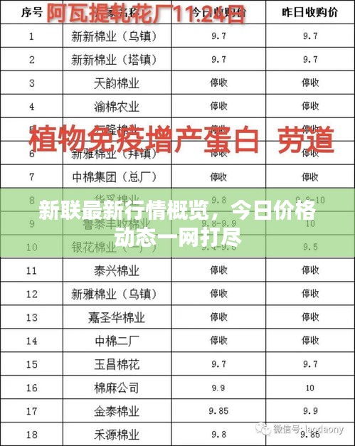 新聯(lián)最新行情概覽，今日價格動態(tài)一網(wǎng)打盡