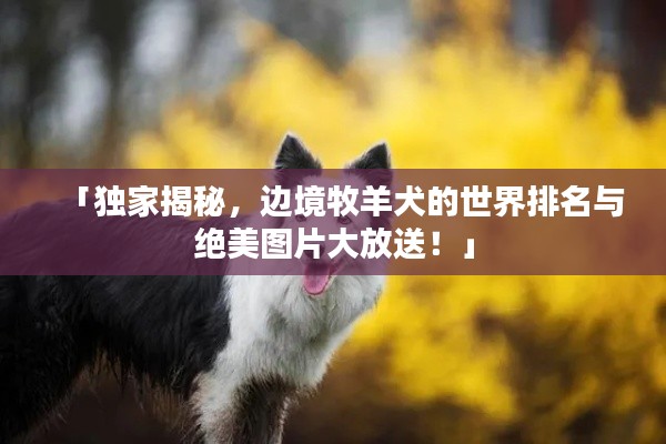 「獨(dú)家揭秘，邊境牧羊犬的世界排名與絕美圖片大放送！」