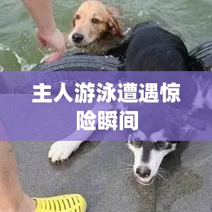 主人游泳遭遇驚險(xiǎn)瞬間