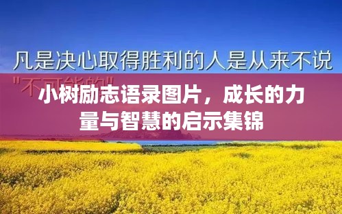 小樹勵(lì)志語錄圖片，成長的力量與智慧的啟示集錦