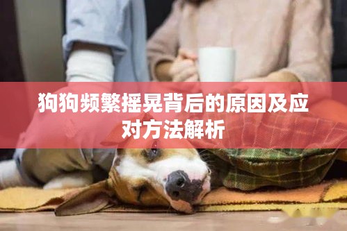 狗狗頻繁搖晃背后的原因及應(yīng)對(duì)方法解析