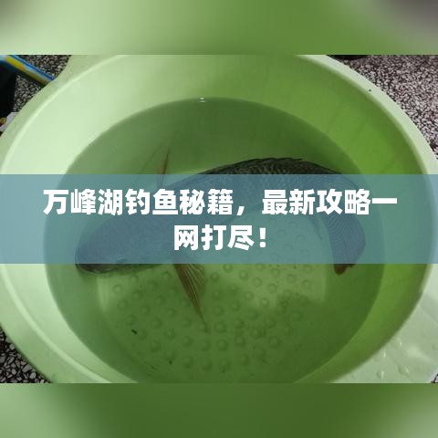 萬峰湖釣魚秘籍，最新攻略一網(wǎng)打盡！