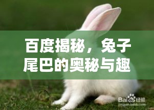 百度揭秘，兔子尾巴的奧秘與趣味！