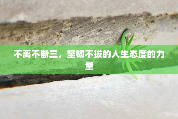 不離不斷三，堅(jiān)韌不拔的人生態(tài)度的力量