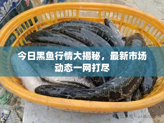 今日黑魚行情大揭秘，最新市場動(dòng)態(tài)一網(wǎng)打盡